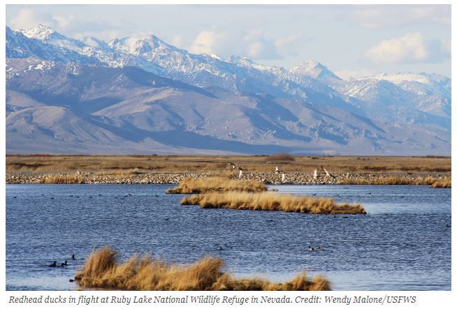 4. Ruby Lake National Wildlife Refuge: Birder’s paradise
